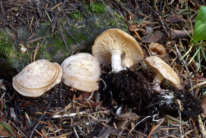Clitocybe albirhiza